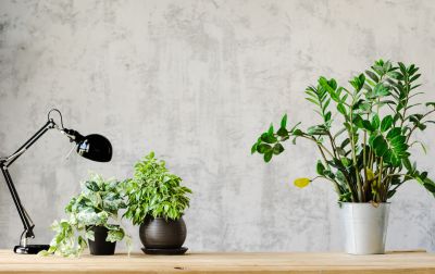 Wallpapering Service in Kansas City, KS